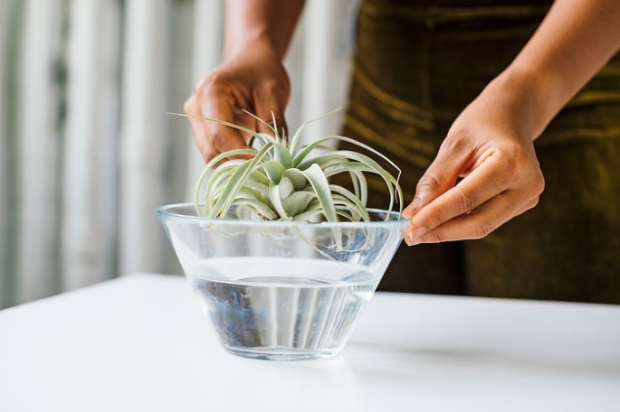 A Complete Guide To Caring For Air Plants  BBC Gardeners World