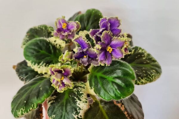 The Ultimate Guide To African Violet Care: Tips For Thriving Indoor Plants