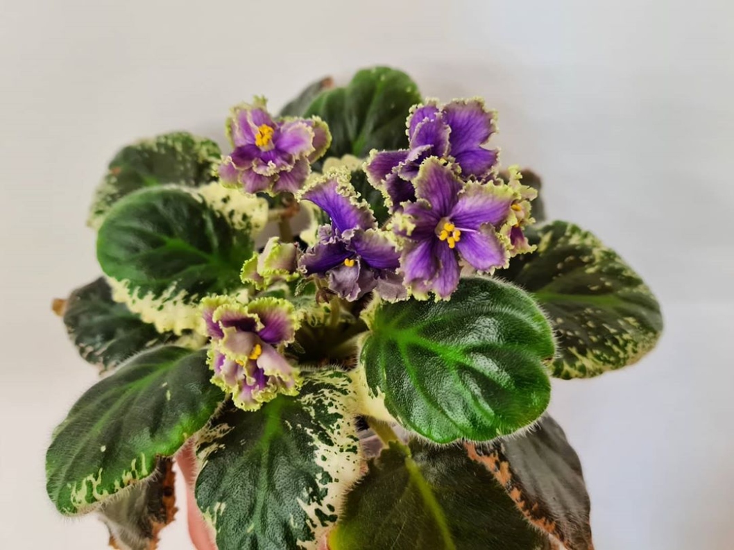 The Ultimate Guide To African Violet Care: Tips For Thriving Indoor Plants