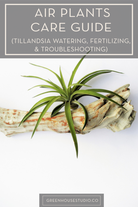 Air Plant Care Guide - Watering, Fertilizing, Growing, Light