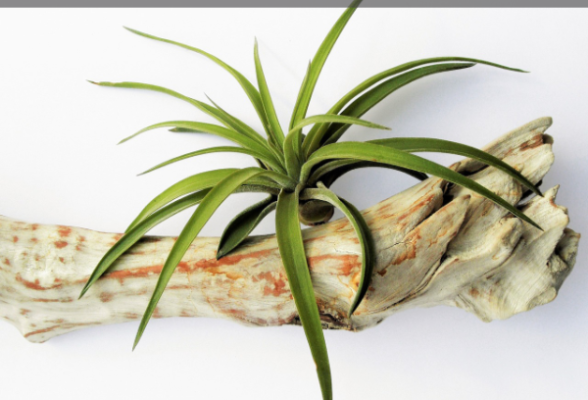 Air Plant Care 101: Expert Tips For Thriving Tillandsia In Your Home