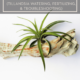 Air Plant Care 101: Expert Tips For Thriving Tillandsia In Your Home