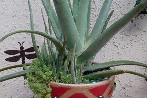 Aloe-mazing Care Tips: Keep Your Aloe Plant Thriving And Happy!