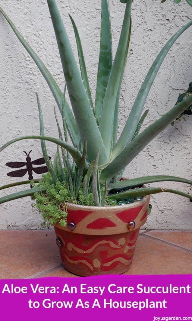 Aloe-mazing Care Tips: Keep Your Aloe Plant Thriving And Happy!