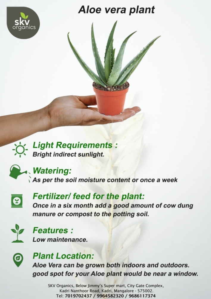 Aloe Vera Care Guide: Tips For Healthy Growth And Stunning Beauty