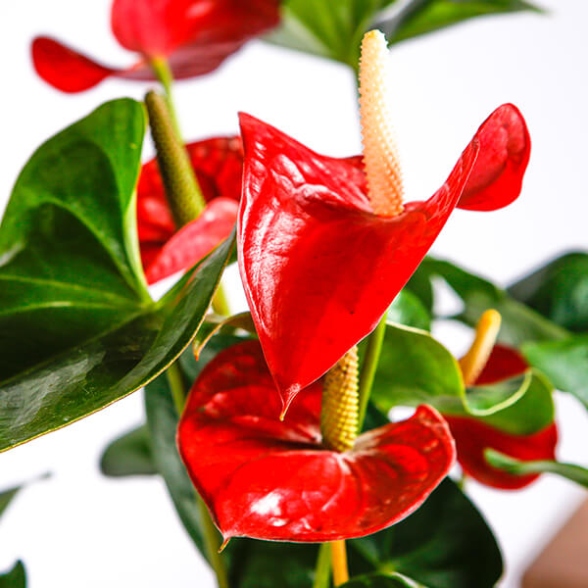 Anthurium : How To Care For Anthuriums  Bloomscape