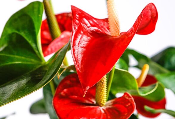 Anthurium Care Guide: Tips To Keep Your Plant Thriving And Blooming