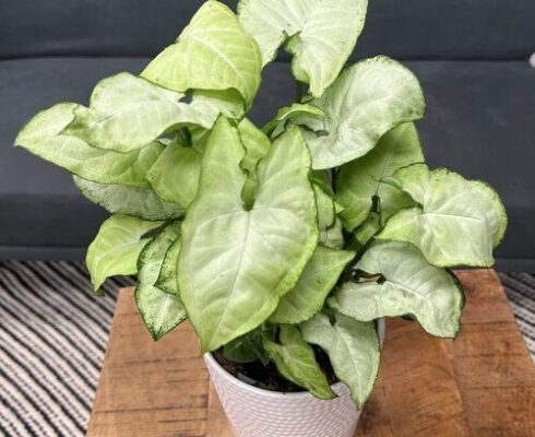 The Ultimate Guide To Arrowhead Plant Care: Tips For Thriving Foliage