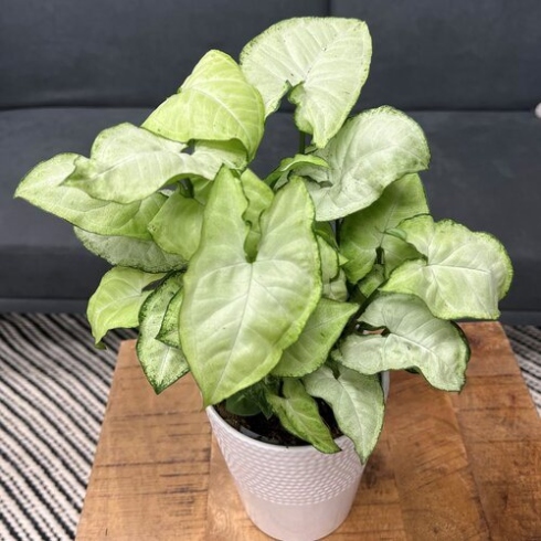 The Ultimate Guide To Arrowhead Plant Care: Tips For Thriving Foliage