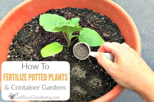 Boost Your Garden: Easy Ways To Add Fertilizer To Soil After Planting