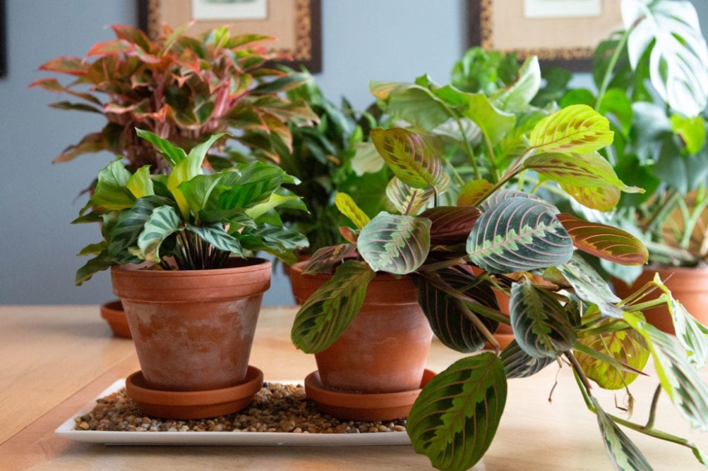 Backdate 1 How To Increase The Humidity For Your Houseplants  Bloomscape