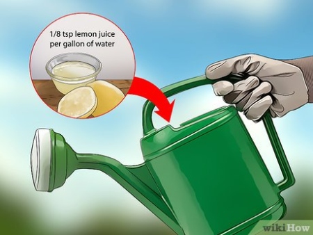 Backdate 1 How To Lower The PH Of Water For Drinking, Gardening & More