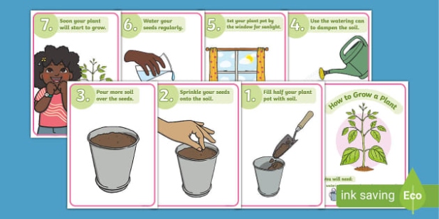 Backdate 1 Plant Growth Poster Set - How To Grow A Plant (teacher Made)