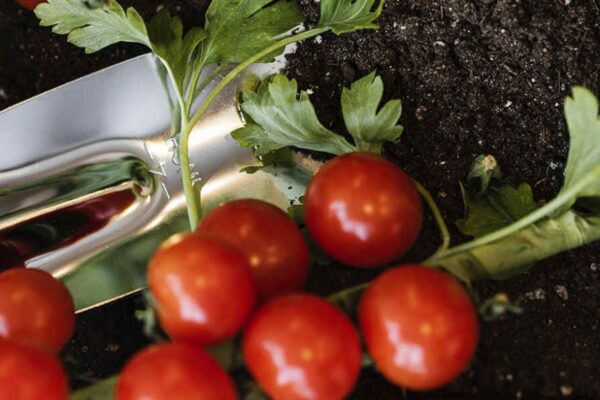 Tomato Plant Boost: Easy Ways To Give Your Plants A Calcium Kick!