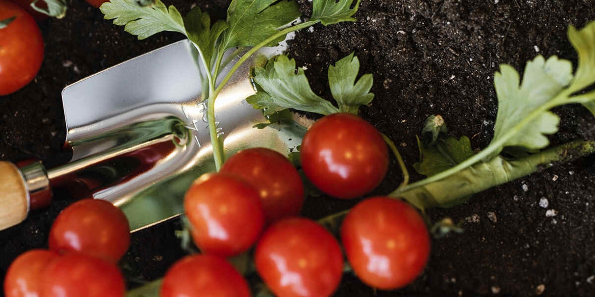 Tomato Plant Boost: Easy Ways To Give Your Plants A Calcium Kick!