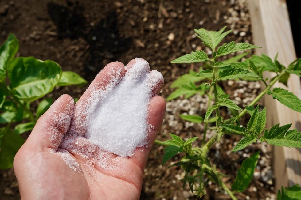 Backdate 2 Beware Of Using Epsom Salt For Tomatoes (Here's Why) - Tomato Geek