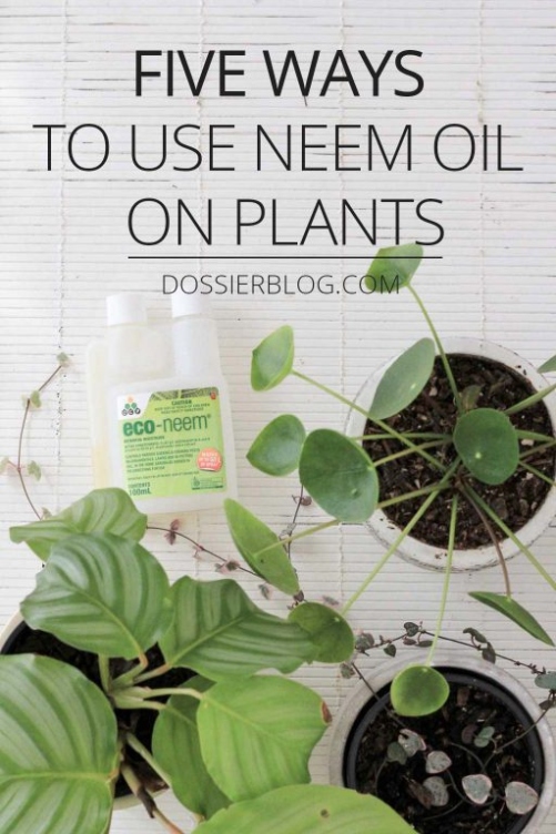 Backdate 2 Five Ways To Use Neem Oil On Plants - Dossier Blog