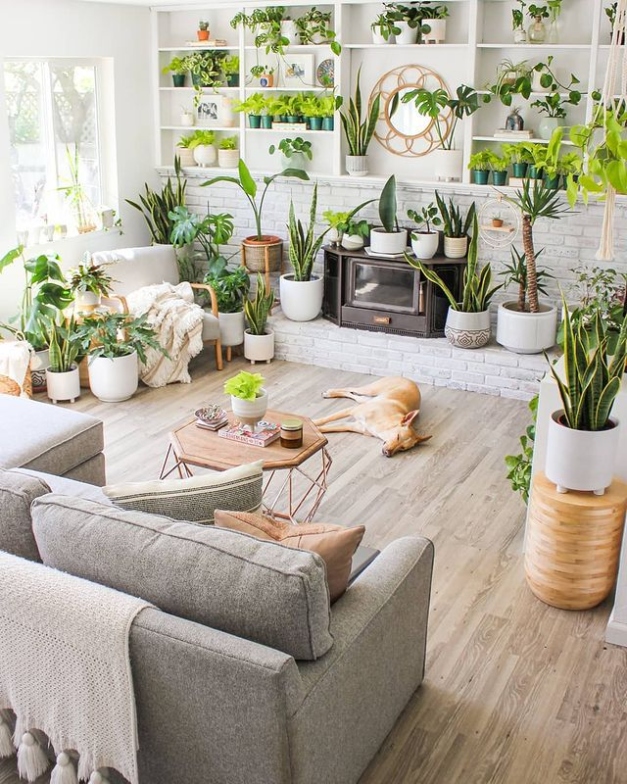 Backdate 2 How To Arrange Plants In A Living Room Like A Pro