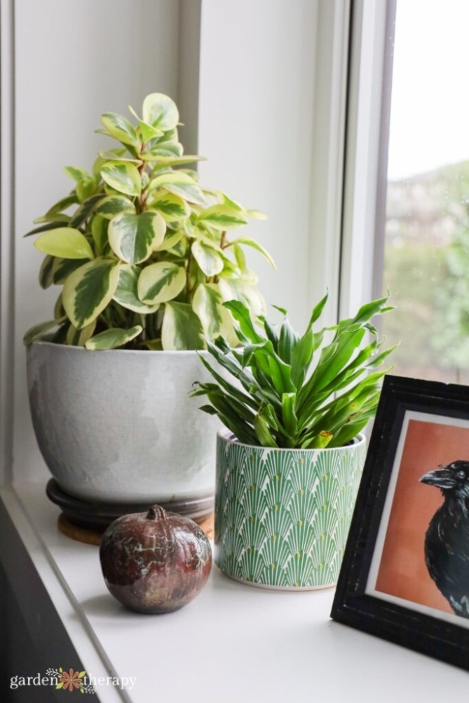 Backdate 2 How To Arrange Plants In A Living Room ( Tips!) - Garden Therapy