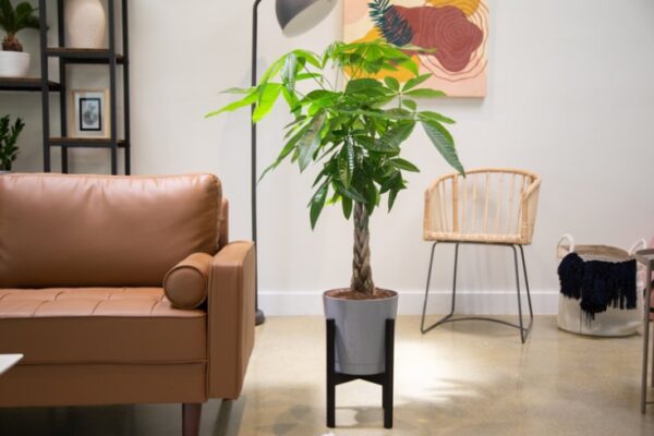 Get Your Green On: Creative Ways To Arrange Plants In Your Living Room