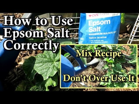 Backdate 2 How To Correctly Use Epsom Salt On Cucumber & Tomato Plants With