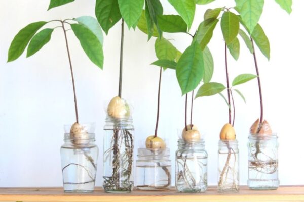 Easy Guide: Growing Your Own Avocado Tree At Home Like A Boss