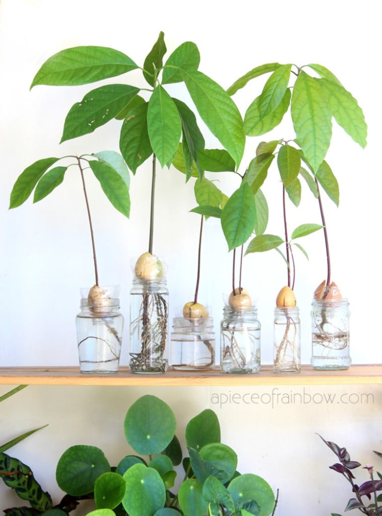 Easy Guide: Growing Your Own Avocado Tree At Home Like A Boss