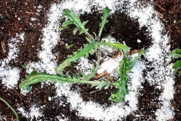 Green Thumb Hack: Sprinkle Diatomaceous Earth On Plants For Pests!