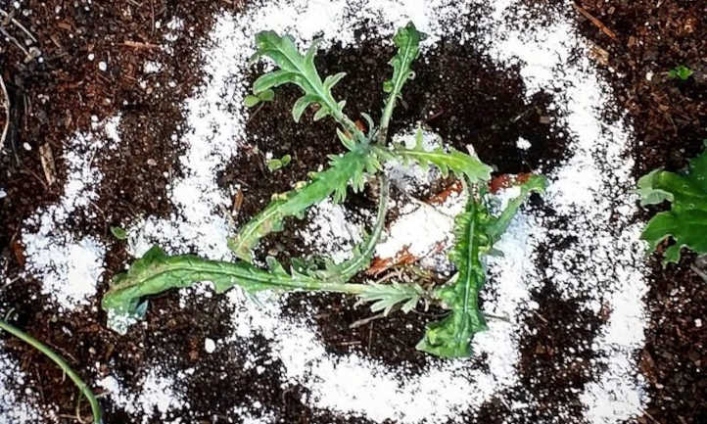 Green Thumb Hack: Sprinkle Diatomaceous Earth On Plants For Pests!