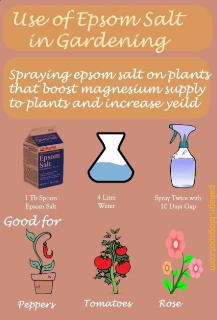 Boost Your Plants: The Ultimate Guide To Using Epsom Salt For Healthier Growth!