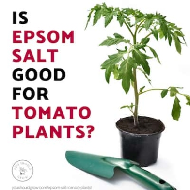 Tomato Plant TLC: Sprinkle Epsom Salt For Big, Juicy Harvest!