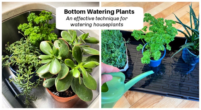 Backdate 3 Bottom Watering Plants: An Effective Technique For Watering