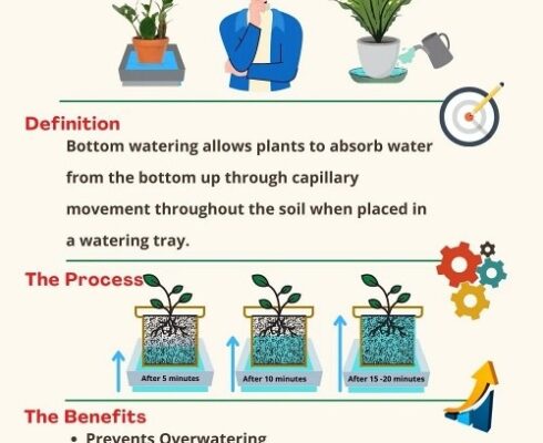 Keep Your Plants Happy And Hydrated: Easy Guide To Bottom Watering Like A Pro