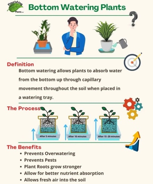 Keep Your Plants Happy And Hydrated: Easy Guide To Bottom Watering Like A Pro