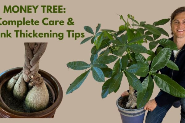 Get Crafty: Learn How To Braid Your Money Tree Plant Like A Pro!