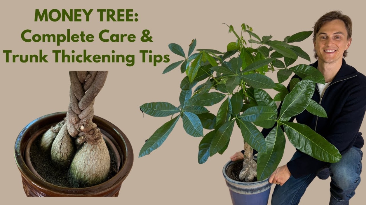 Get Crafty: Learn How To Braid Your Money Tree Plant Like A Pro!