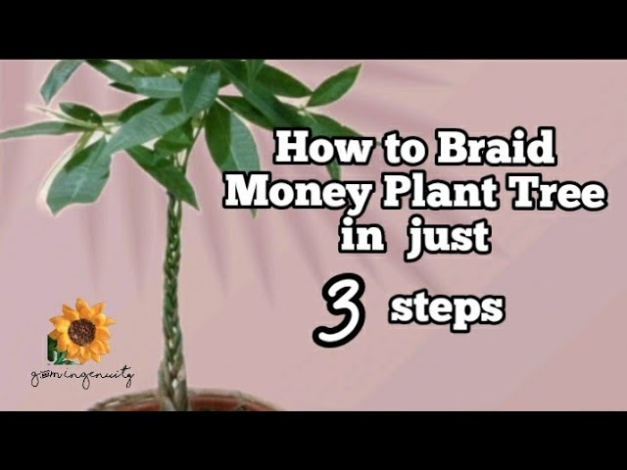 Backdate 3 Easy Way To Braid Money Tree Plant - Just  Steps