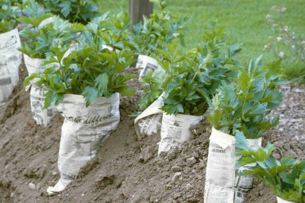 Get Your Celery Crisp: Easy Steps To Blanching Celery Plants!