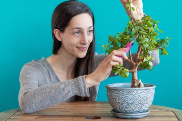 Easy Jade Plant Bonsai: Step-by-Step Guide For Stunning Mini Trees!