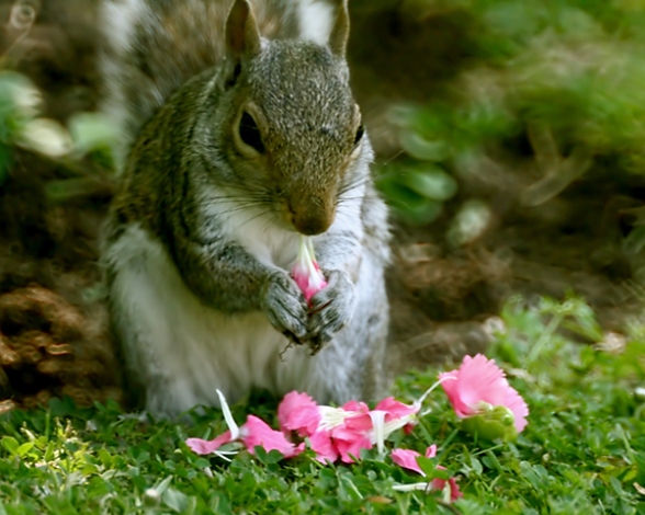 Backdate 3 How To Keep Squirrels Away From Your Plants?  Blog