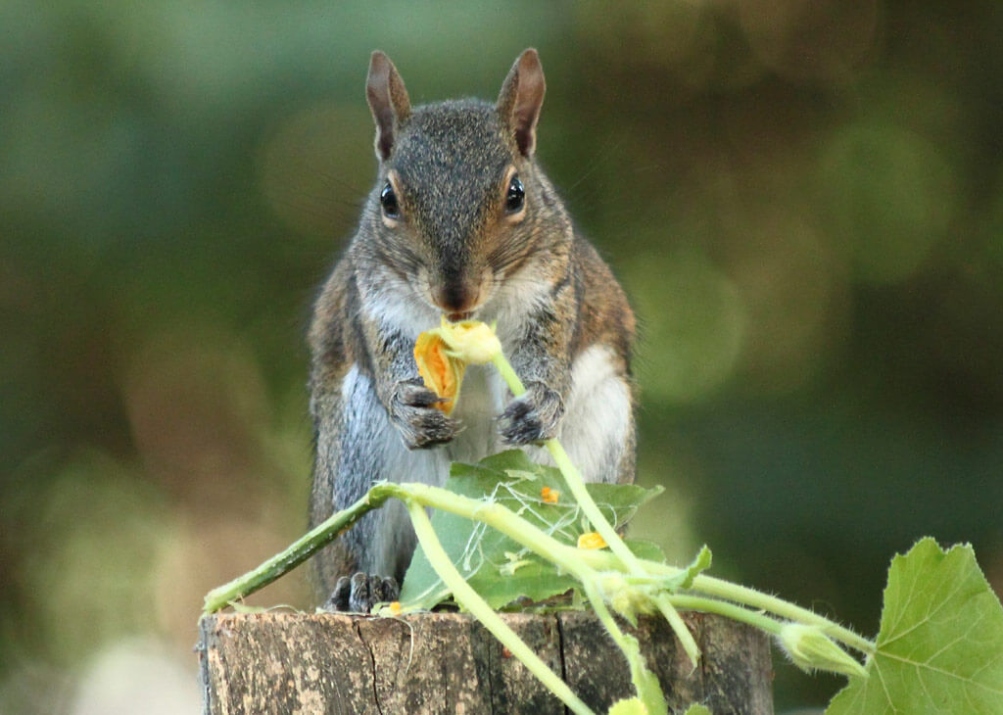 Backdate 3 How To Keep Squirrels Out Of The Garden  Bonnie Plants