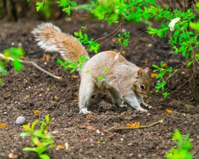 Keep Pesky Squirrels At Bay: Tips To Protect Your Plants From Hungry Critters