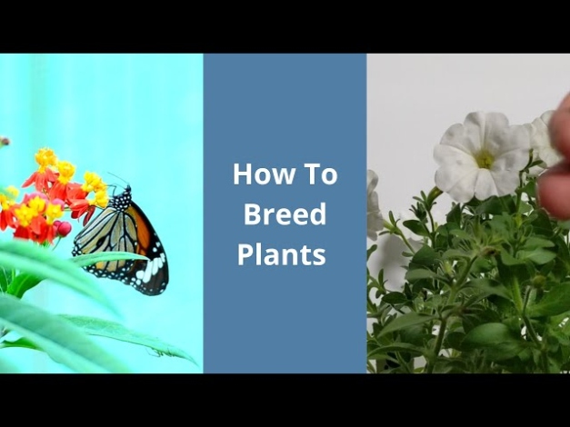 Backdate 4 How To Breed Plants (Basics) - YouTube