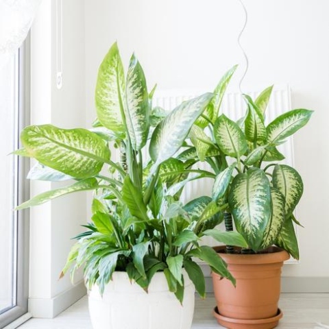 Backdate 5 Hacks To Bring Your Dead Plants To Life  HGTV Canada