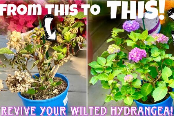 Revive Your Wilted Plants: Easy Tips To Bring Your Green Babies Back To Life!