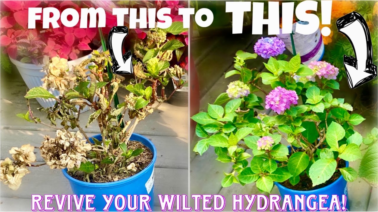 Revive Your Wilted Plants: Easy Tips To Bring Your Green Babies Back To Life!