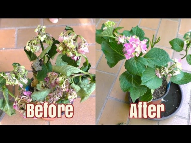 Backdate 5 How To Bring A Plant Back To Life In  Hours