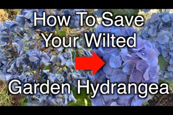 Reviving A Sad Hydrangea: Easy Tips To Bring Your Plant Back To Life