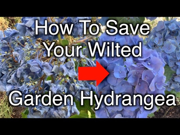 Reviving A Sad Hydrangea: Easy Tips To Bring Your Plant Back To Life