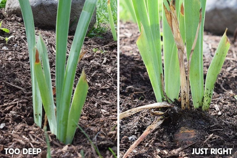 Bearded Iris Care: How To Avoid  Common Growing Problems